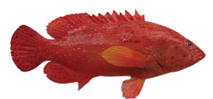 Coral Trout (Sunuk)